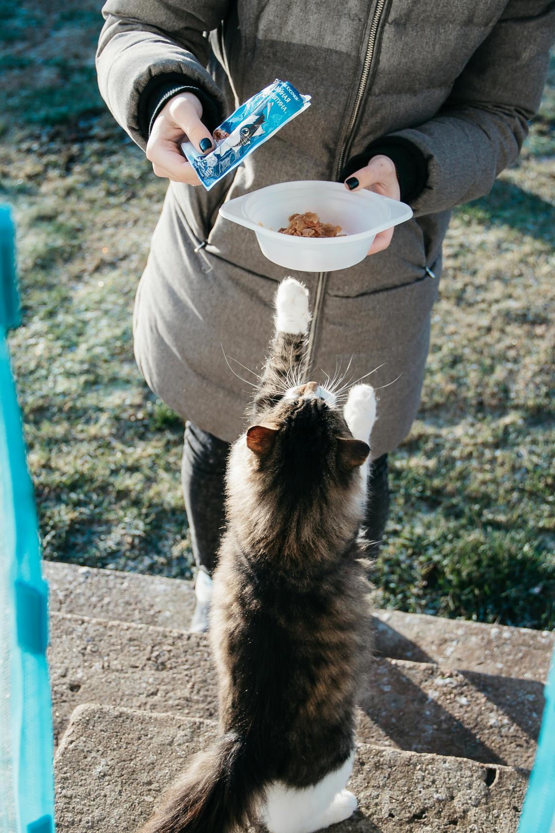 Tiki Cat est-il une bonne nourriture pour chats ?